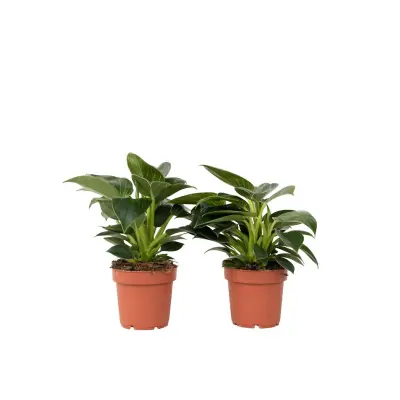 Filodendron - 2 kos - Philodendron 'White Wave' - Višina 25-40cm - ⌀12cm