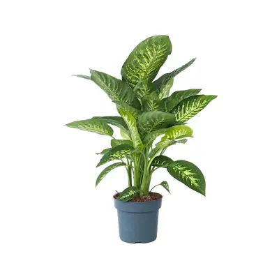 Difenbahija - Dieffenbachia 'Tropic' - Višina 70-80cm - ⌀24cm