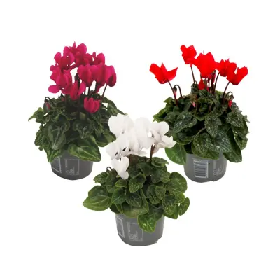Perzijska ciklama - 3 kos - Cyclamen persicum - Višina 10-20cm - ⌀9cm