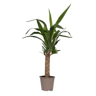 Prstasta juka - Yucca elephantipes - Višina 50-60cm - ⌀14cm