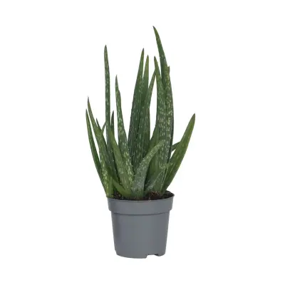 Aloe Vera - Aloe barbadensis - Višina 25-40cm - ⌀10,5cm