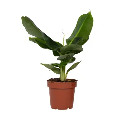 Bananovec - Musa 'Oriental Dwarf' - Višina 25-40cm - ⌀12cm