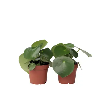 Poprovka - 2 kos - Peperomia polybotrya - Višina 20-30cm - ⌀12cm