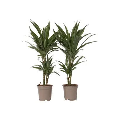 Dracena - 2 kos - Dracaena Deremensis 'Warneckei' - Višina 60-70cm - ⌀17cm