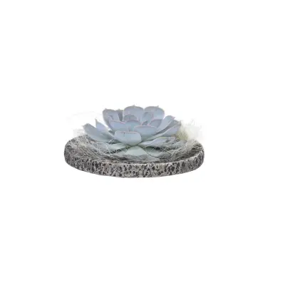 Eševerija 'Koala Bowl' - Echeveria lilacina - Višina 8cm