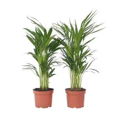 Palma areka - 2 kos - Dypsis lutescens - Višina 60-70cm - ⌀17cm