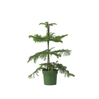Sobna smreka - Araucaria heterophylla - Višina 45-55cm - ⌀14cm