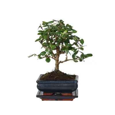 Bonsai - Carmona microphylla - Višina 25-30cm - ⌀15cm
