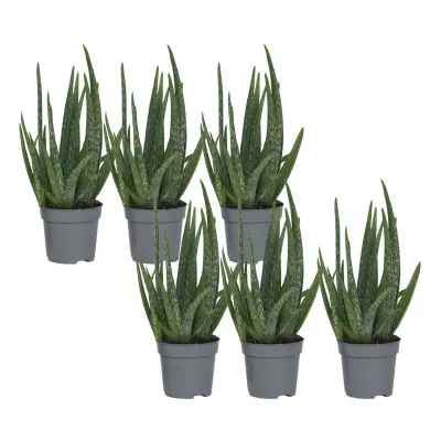 Aloe Vera - 6 kos - Aloe barbadensis - Višina 25-40cm - ⌀10,5cm