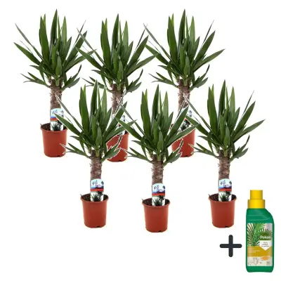 Prstasta juka - 6 kos - Yucca elephantipes - Višina 50-60cm - ⌀14cm