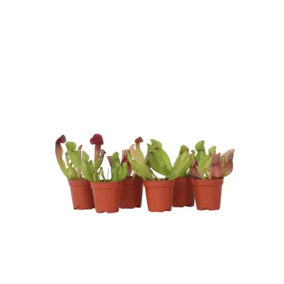 Škrlatna vrčkovka - 6 kos - Sarracenia purpurea - Višina 15-20cm - ⌀5,5cm