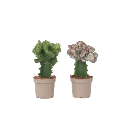 Mleček - 2 kos - Euphorbia 'Lactea' - Višina 25-30cm - ⌀12cm
