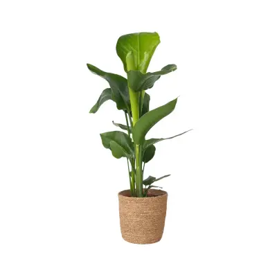 Strelicija - Strelitzia nicolai - Višina 55-70cm - ⌀17cm
