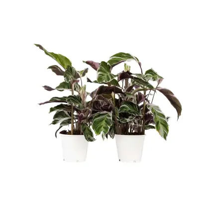 Kalateja - 2 kos - Calathea Lietzei 'White Fusion' - Višina 30-40cm - ⌀14cm