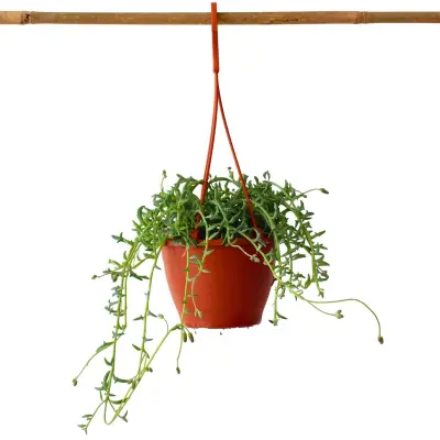 Rastlina delfinov - Senecio peregrinus - Višina 10-20cm - ⌀12cm
