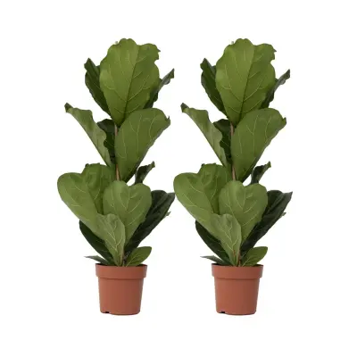 Lirastolisti fikus - 2 kos - Ficus Lyrata - Višina 70-90cm - ⌀21cm