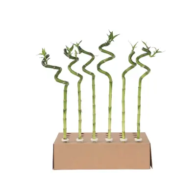 Vodni bambus - 12 kos - Dracaena sanderiana - Višina 40-50cm - ⌀2cm