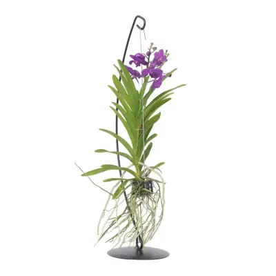 Orhideja vanda - Vanda 'Blue' - Višina 45-55cm