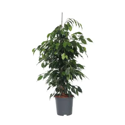 Fikus benjamin - Ficus benjamina 'Danielle' - Višina 100-110cm - ⌀21cm