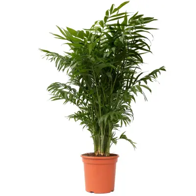 Gorska palma - Chamaedorea elegans - Višina 80-90cm - ⌀20cm