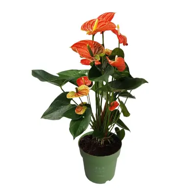 Flamingovec - Anturij - Anthurium 'Madural Orange' - Višina 55-70cm - ø17cm