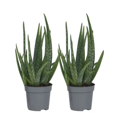 Aloe Vera - 2 kos - Aloe barbadensis - Višina 25-40cm - ⌀10,5cm