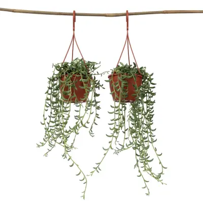 Banana veriga - 2 kos - Senecio radicans - Višina 10-20cm - ⌀12cm