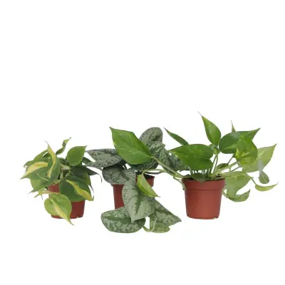 Rastlinska mešanica - 3 kos - Philodendron, Epipremnum - Višina 25-40cm - ⌀12cm