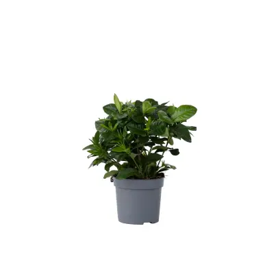 Navadna gardenija - Gardenia jasminoides - Višina 20-30cm - ⌀13cm
