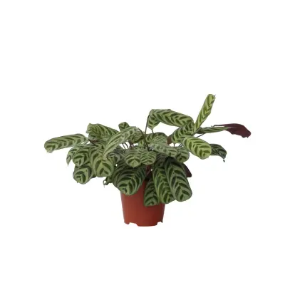 Marant - Ctenanthe 'burle-marxii' - Višina 30-40cm - ⌀14cm
