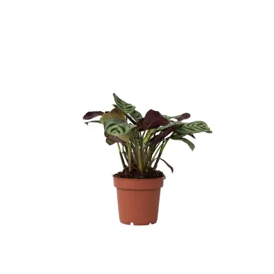 Marant - Ctenanthe 'Amagris' - Višina 20-30cm - ⌀12cm