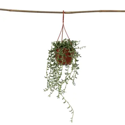 Banana veriga - Senecio radicans - Višina 10-20cm - ⌀12cm
