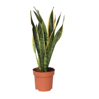 Taščin jezik - Sansevieria trifasciata Laurentii - Višina 40-50cm - ⌀14cm
