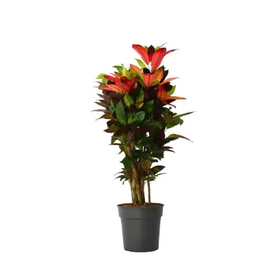 Kroton - Codiaeum variegatum 'Mrs. Iceton' - Višina 90-100cm - Lonec 27cm