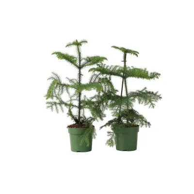 Sobna smreka - 2 kos - Araucaria heterophylla - Višina 45-55cm - ⌀14cm