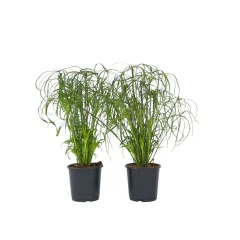 Papirjevec - 2 kos - Cyperus alternifolius - Višina 40-50cm - ⌀14cm