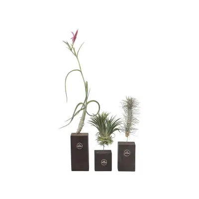 Tilancija 'Burnt Wood Trio' - 3 kos - Tillandsia - Višina 30-35cm
