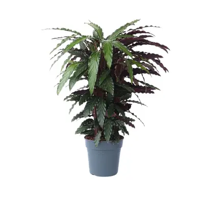 Kalateja - Calathea 'Wavestar' - Višina 90cm - ⌀27cm