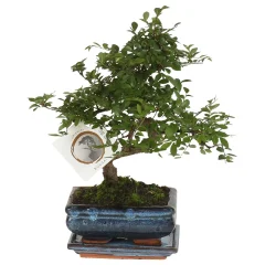 Bonsai - Zelkova serrata - Višina 20-25cm - ⌀15cm
