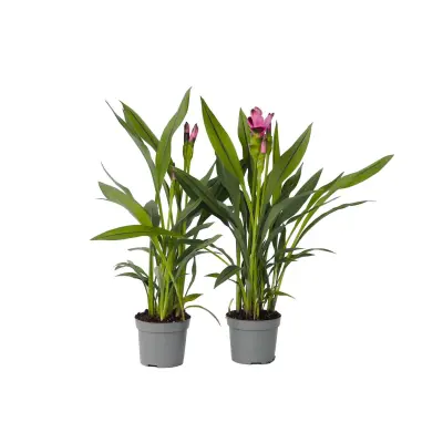 Tajski tulipan - 4 kos - Curcuma 'Siam Splash' - Višina 40-60cm - ⌀13cm