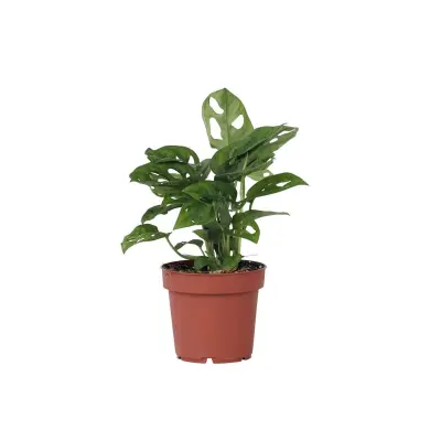 Opičji list - Monstera adansonii 'Monkey Mask' - Višina 25-30cm - ⌀12cm