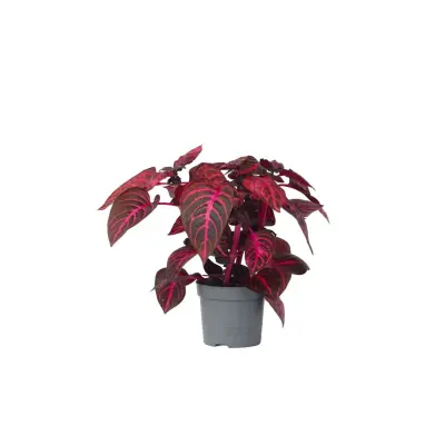 Irezina - Iresine herbstii - Višina 20-30cm - ⌀13cm