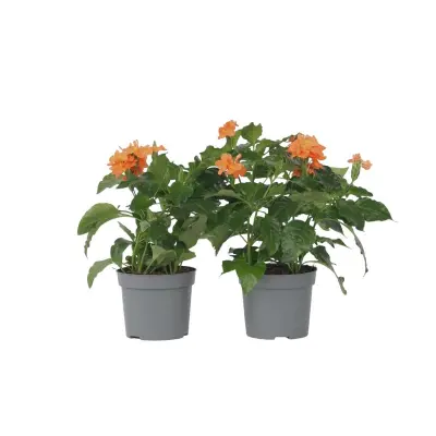 Krosandra - 2 kos - Crossandra 'Fortuna' - Višina 20-30cm - ⌀13cm