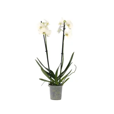 Falenopsis - Phalaenopsis - Višina 50-60cm - ⌀12cm