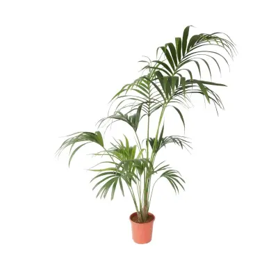Kentia - Howea forsteriana - Višina 150-170cm - ⌀24cm