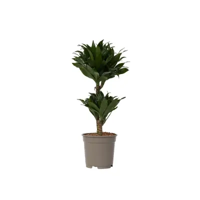 Dracena - Dracaena surculosa - Višina 50-65cm - ⌀17cm