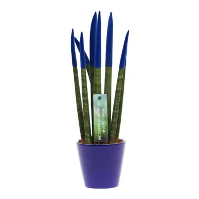 Taščin jezik - Sansevieria cylindrica - Višina 20-40cm - ⌀9cm
