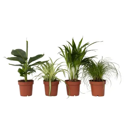 Hišnim ljubljenčkom prijazne rastline - 4 kos - Višina 25-40cm - ⌀12cm