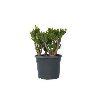 Okroglolistna tolstolistnica - Crassula ovata 'Hobbit' - Višina 55-60cm - ⌀30cm