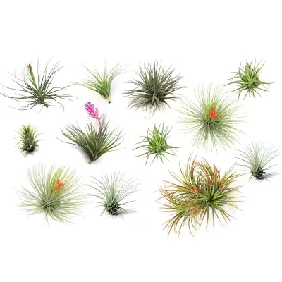 Tilancija - 12 kos - Tillandsia - Višina 5-15cm - ⌀5cm